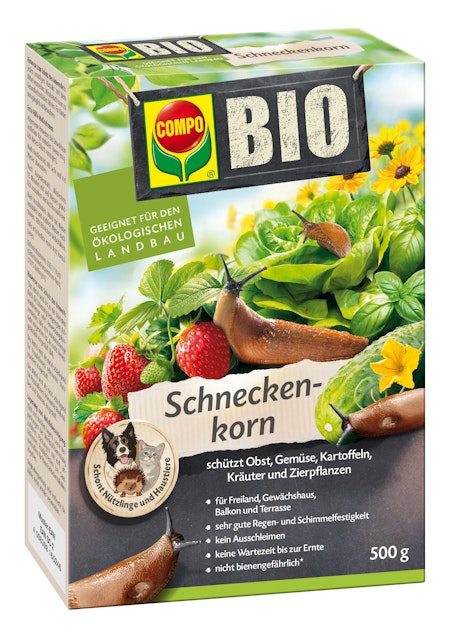 zollinger saatgut Buschbohne «Purple Queen» Bio Saatgut – Zollinger Bio main image 0