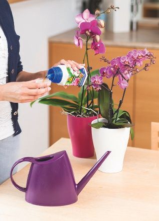 Orchideen 