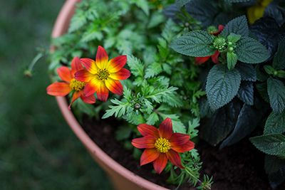 Blumenkübel mit Pflanzen