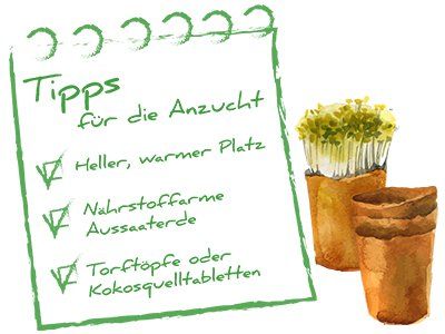 Skizze Anzucht + Tipps