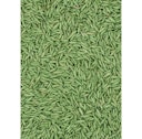 Vorschaubild Compo Trocken-Rasen 1 kg für 40 m²