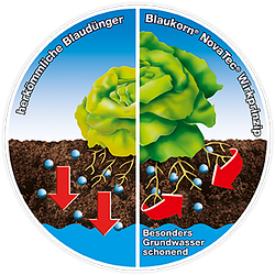 Blaukorn Wirkprinzip Blaukorn Wirkprinzip